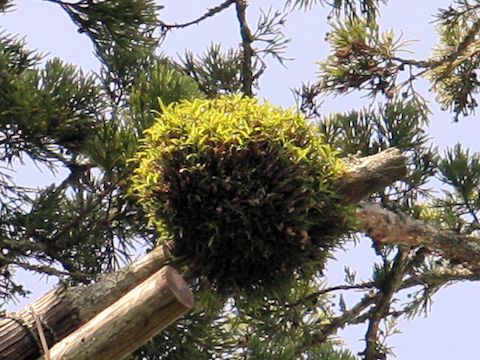 Dendrobium moniliforme