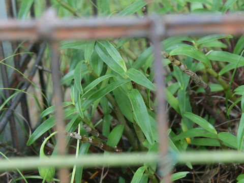 Dendrobium moniliforme