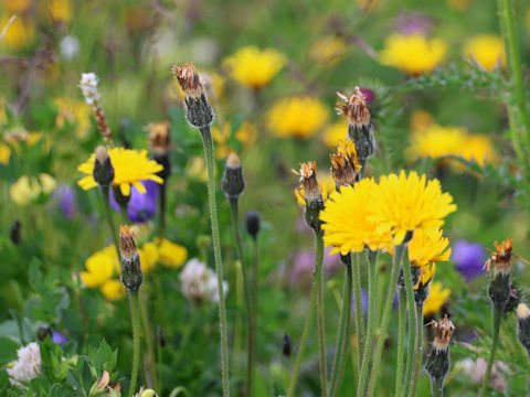 Picris hieracioides ssp. hieracioides