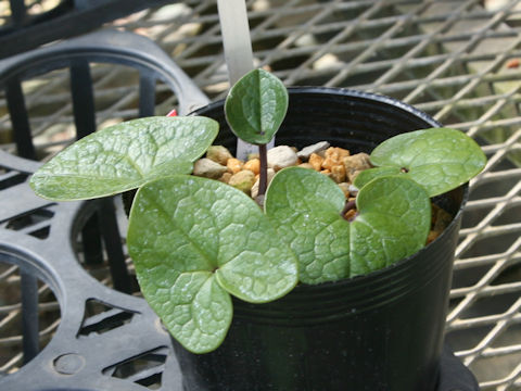 Asarum senkakuinsulare