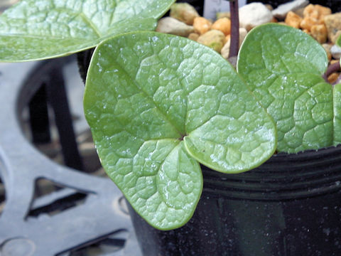 Asarum senkakuinsulare