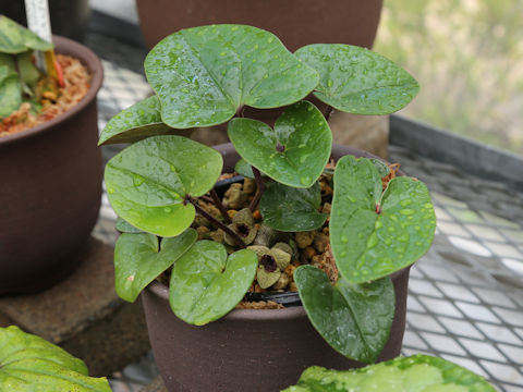 Asarum senkakuinsulare