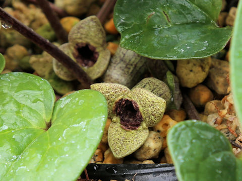 Asarum senkakuinsulare