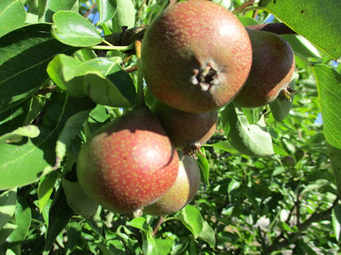 Pyrus communis