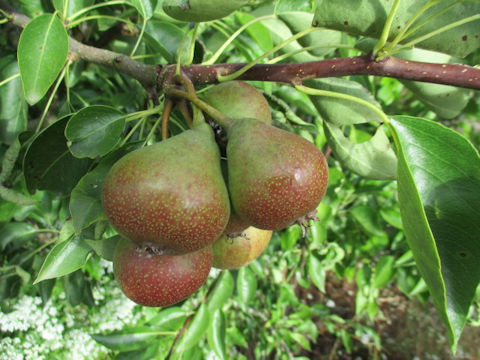 Pyrus communis