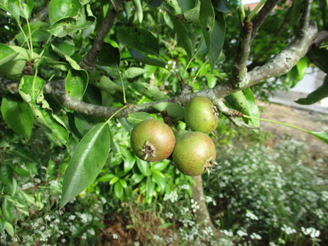 Pyrus communis