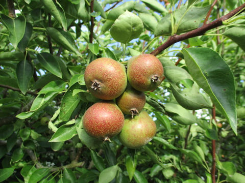 Pyrus communis