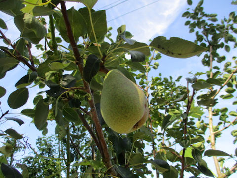 Pyrus communis