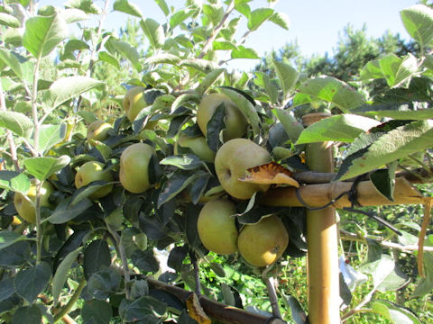 Pyrus communis