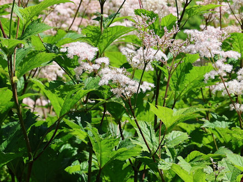 Filipendula ulmaria