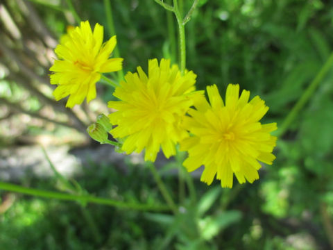 Crepis capillaris