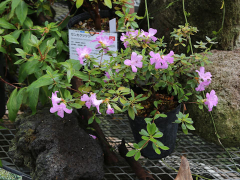 Rhododendron eriocarpum var. tawadae