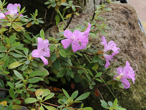 Rhododendron eriocarpum var. tawadae