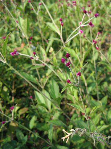 Alternanthera porrigens cv. Senniti-kobo