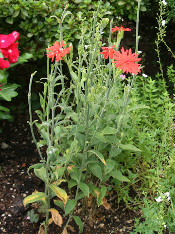 Lychnis senno