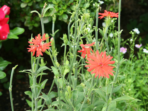 Lychnis senno