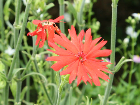 Lychnis senno