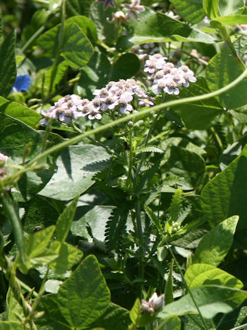 Achillea millefolium