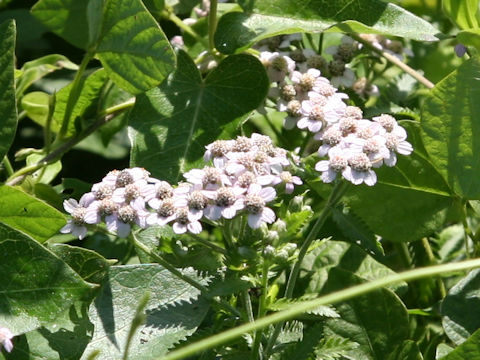 Achillea millefolium