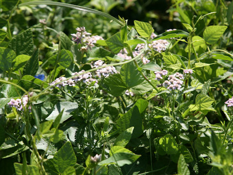 Achillea millefolium