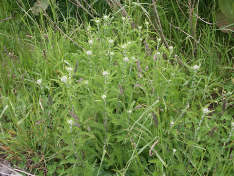 Achillea millefolium