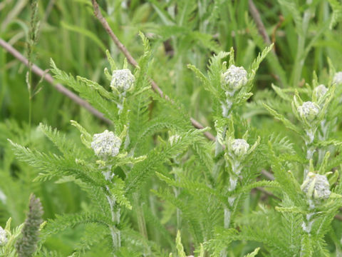 Achillea millefolium
