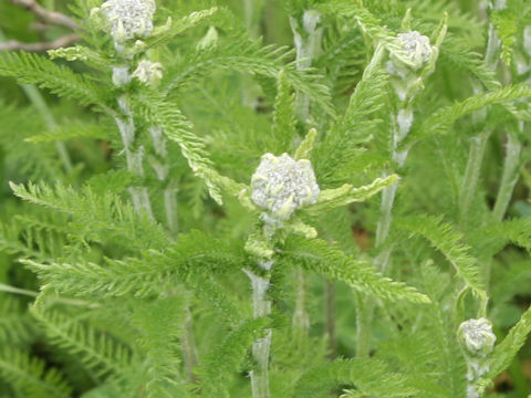 Achillea millefolium