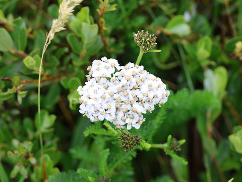 Achillea millefolium