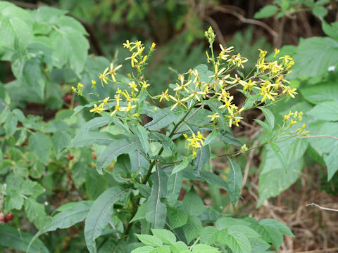 Senecio ovatus