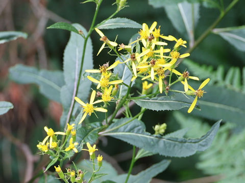 Senecio ovatus