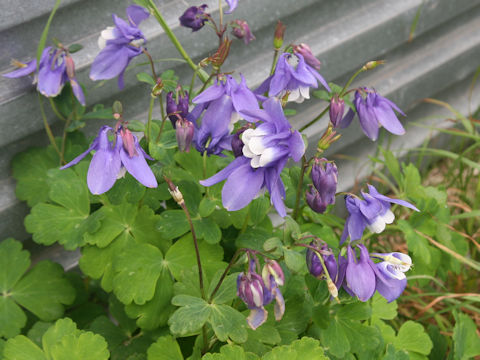 Aquilegia vulgaris