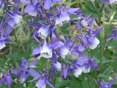 Aquilegia vulgaris