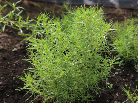 Soda inermis