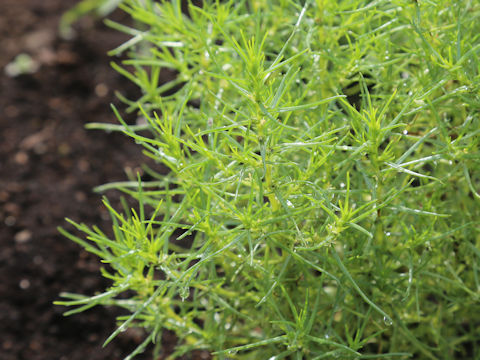 Soda inermis