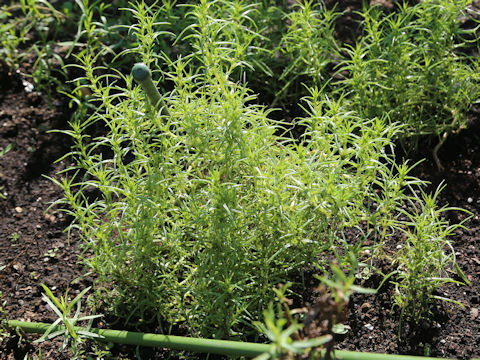 Soda inermis