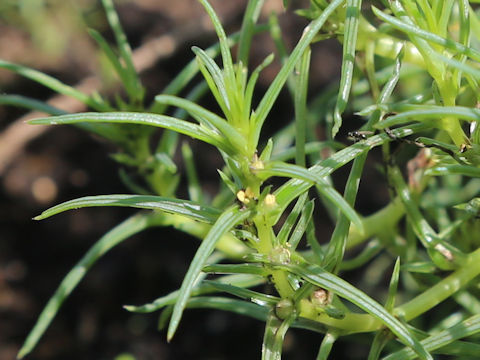 Soda inermis