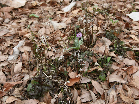 Coptis japonica var. dissecta