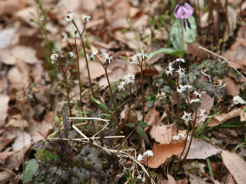 Coptis japonica var. dissecta