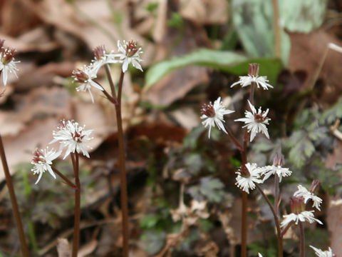 Coptis japonica var. dissecta