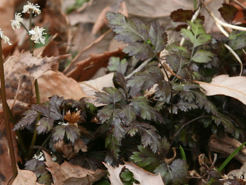 Coptis japonica var. dissecta