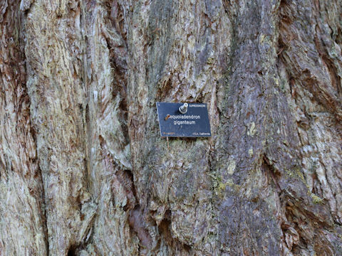 Sequoiadendron giganteum