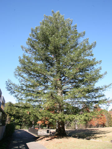 Sequoia sempervirens