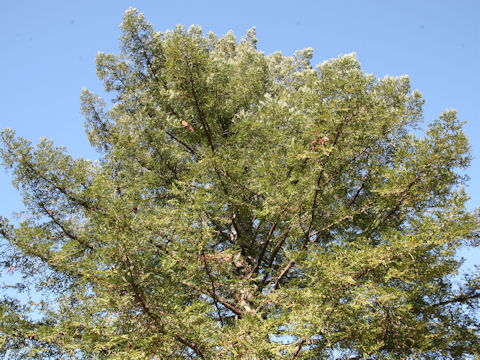 Sequoia sempervirens