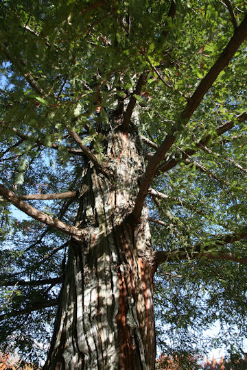 Sequoia sempervirens