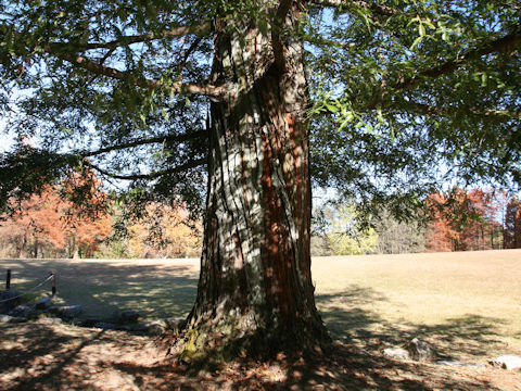 Sequoia sempervirens