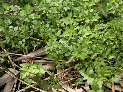 Oenanthe javanica