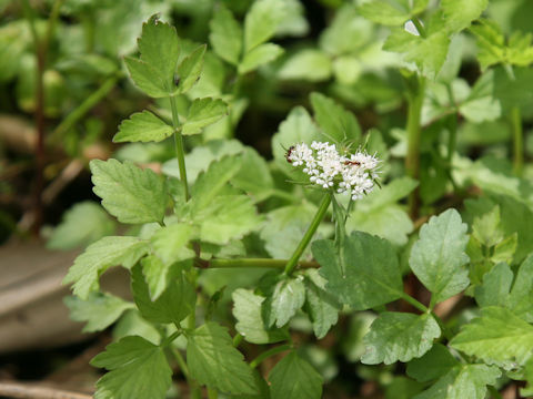 Oenanthe javanica