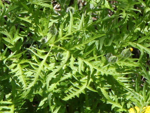 Chelidonium japonicus f. dissectum