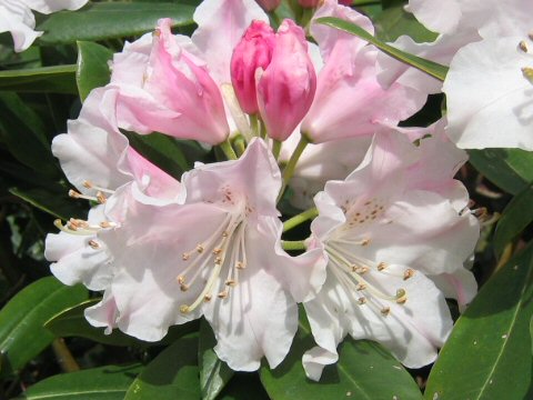 セイヨウシャクナゲ Rhododendron Cv
