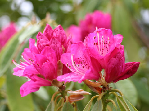 Rhododendron cv. Tri-Ruby